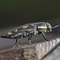 Neunfleckiger Prachtkäfer (Buprestis novemmaculata)